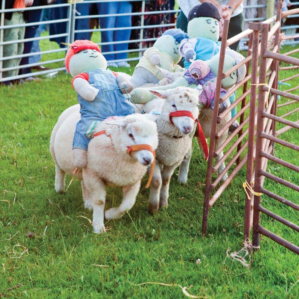 Lamb racing near Longlands